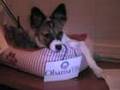 Obama Puppy - I bark for Barack!