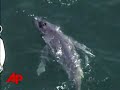 Raw Video: Baby Whale Lost in Australia
