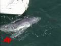 Raw Video: Baby Whale Lost in Australia