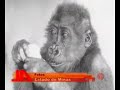 Namoradas para Idi Amin Lone gorilla gotta have a date