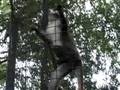 videos de Monkey - Houston Zoo