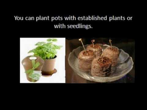 Growing herbs in pots Indoors