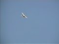 cessna 182 - primo volo di Leonardo cessna 182 - primo volo di Leonardo