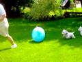 westie big ball