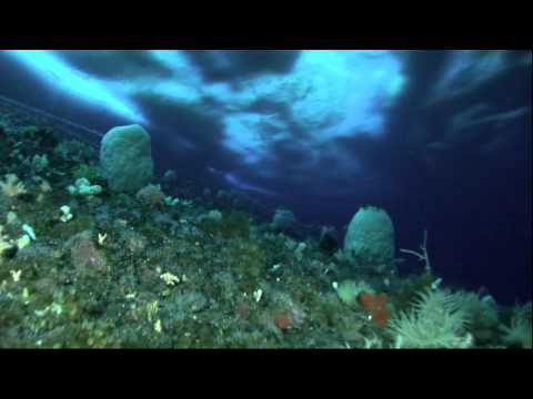 An Interview With Danielle Woodward, Currently the US Antarctic Programs Youngest Diver 0 An Interview With Danielle Woodward, Currently the US Antarctic Programs Youngest Diver