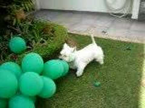 west highland white terrier - Scott the DOG - westies
