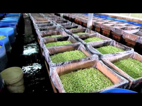 how to grow ipoh bean sprouts