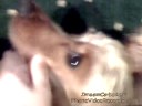 My Dog Max