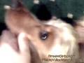 My Dog Max