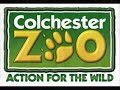 Zamba the Baby White Rhino