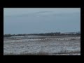 South Dakota Whitetail Deer