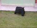 Dick brincando de bola
