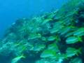 屋久島一湊クレーン下。