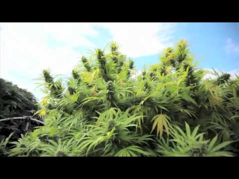 how to grow 10 lbs of weed