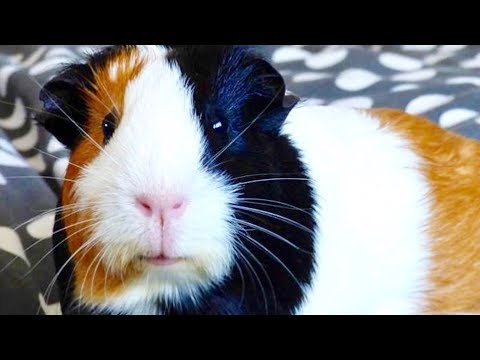 video-linktoworks-6 Tips for Feeding a Sick Guinea Pig