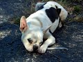 Gabriel - Rescued Boston Terrier