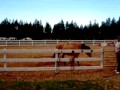 horse
