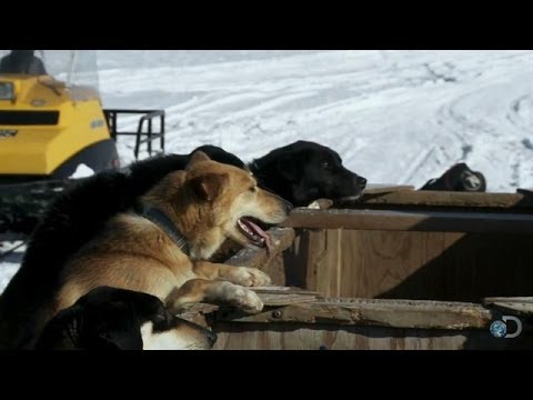 High Stakes Sled Dog Race | Yukon Men