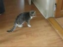 Drunk Kitty - After Sedative : fun-ever.blogspot.com