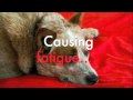 title="heartworm"