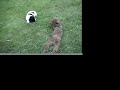 トイプードル動画