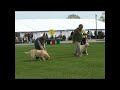 WELKS Labrador Dog CC Judging