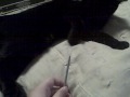 Cinderpelt Vs. DS Stylus