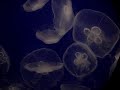 jellyfish swimming