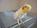 chocobo cockatiel final fantasy