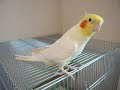 Cockatiel sings Theme of Chocobo(Final Fantasy)