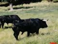el toro en el campo