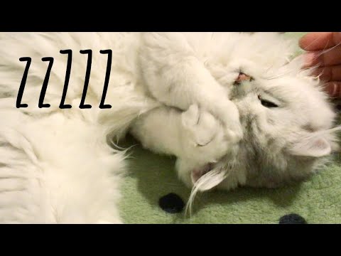 Kitten Doesn't Want to be Petted - British Longhair wants to sleep!