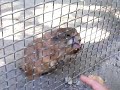 Cane della prateria
