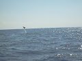 Flying Rays in the Sea of Cortez
