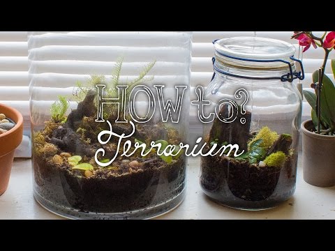 YouTube reptile video
