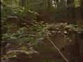 SGT Alvin York