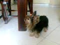 chica8.3gp