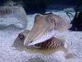 cuddle fish