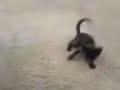 Zara the cat - chartreux Zara the cat - chartreux
