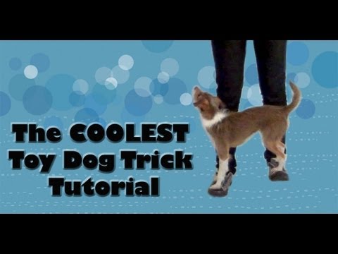 The COOLEST toy dog trick tutorial!- click dog training tricks