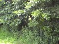 village idiot wrestling - get tackled by a pro rugby player