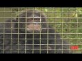 Michael Jacksons Monkey:  Bubbles lives retiree life without MJ