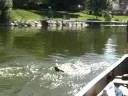 Champion Bait