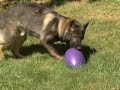 Leerburgs Egge Dog Toy Leerburgs Egge Dog Toy