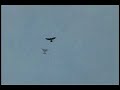 The flight of the Cybird.[ornithopter]