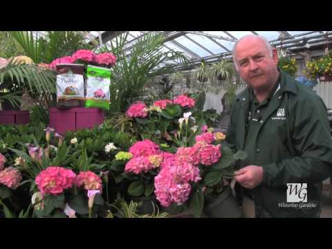 how to replant easter tulips