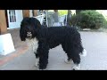 Barbet stud available.MPG