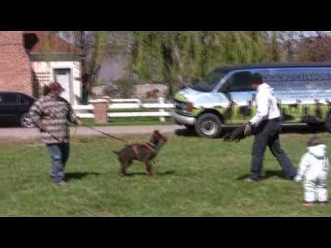 Family Dobes 