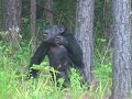 Chimp Haven chimpanzee sanctuary welcomes baby Tracy