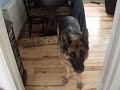 Ziggy the Camera Shy German Sheppard